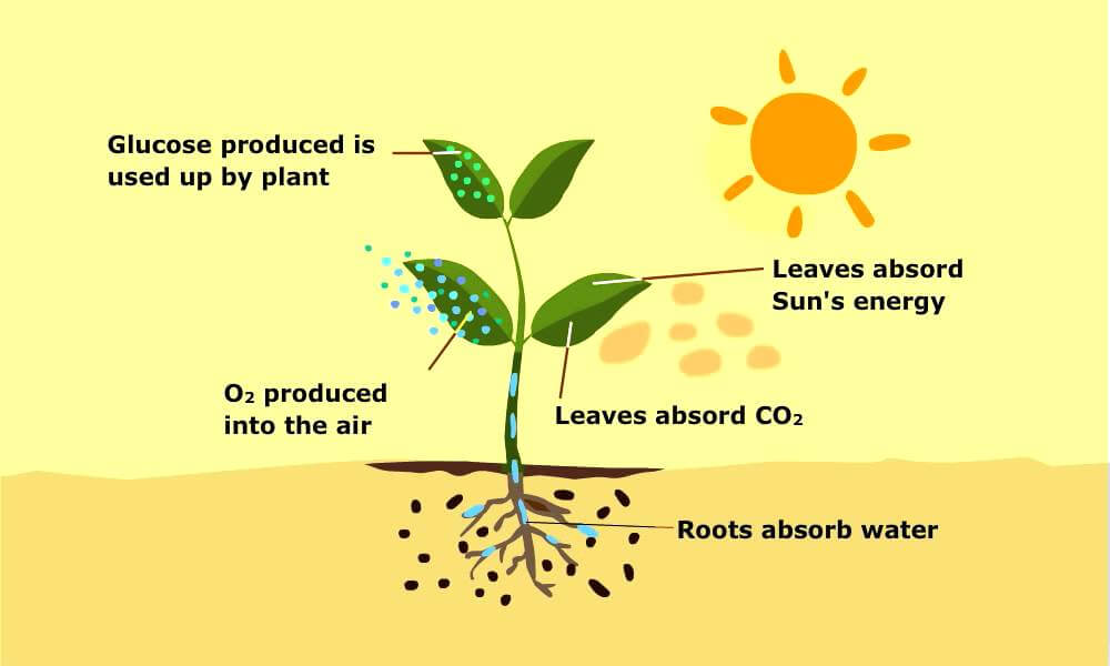 Oxygen Molecules Plants Harnessed For Photosynthesis