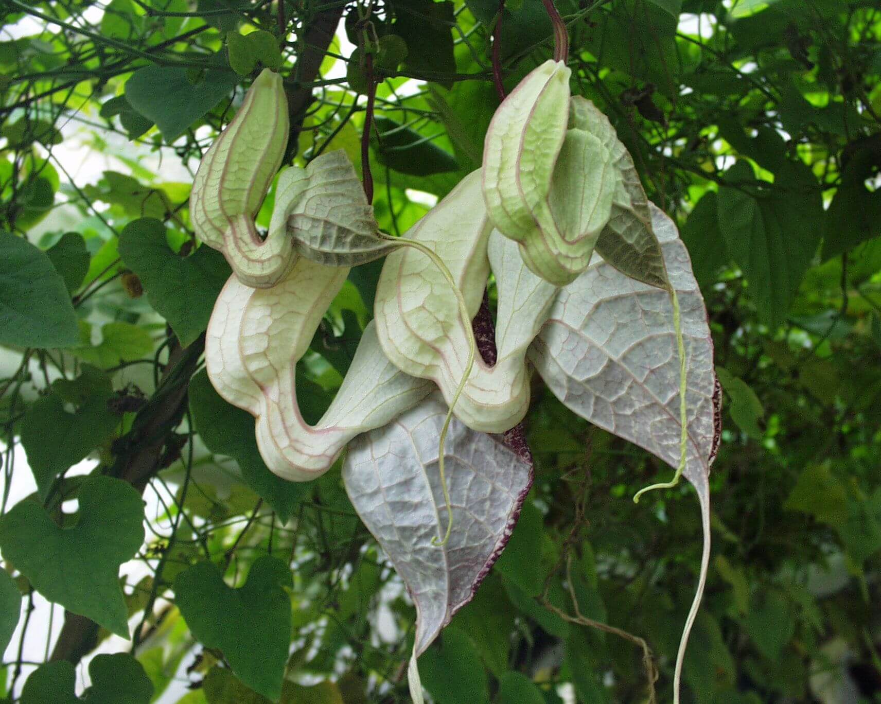 Растение-Пеликан Aristolochia grandiflora