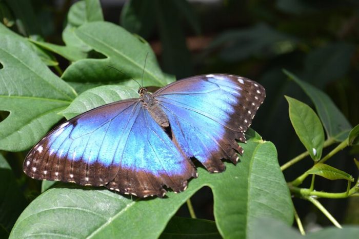 Blue Morpho Butterfly Species, Details, Cost, Origin, Facts, Pictures ...