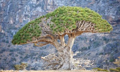 Dragon Blood Tree Facts Archives News Bugz