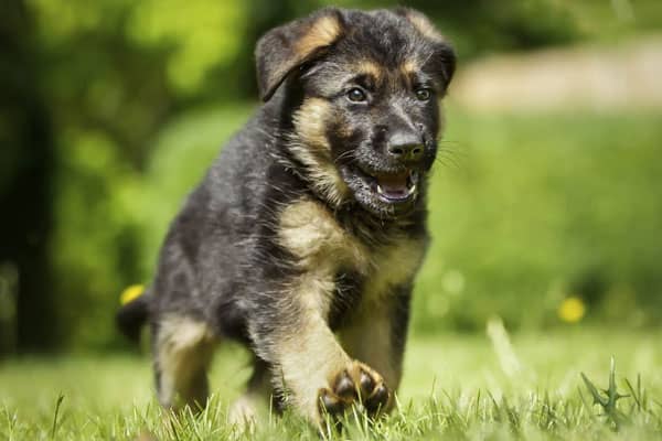 Alsatian Dog