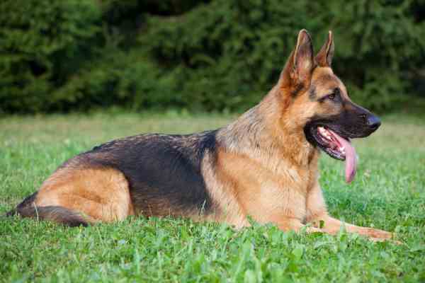 Alsatian Dog