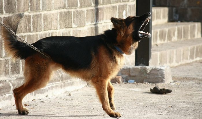 Alsatian Dog